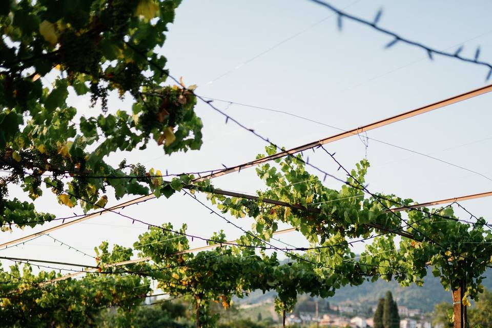 Tenuta Serradesca di Maria Acquaroli