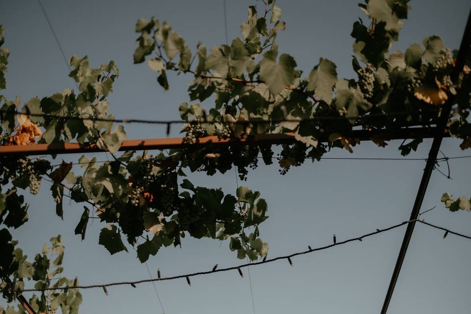 Tenuta Serradesca di Maria Acquaroli