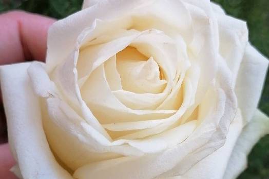 White rose