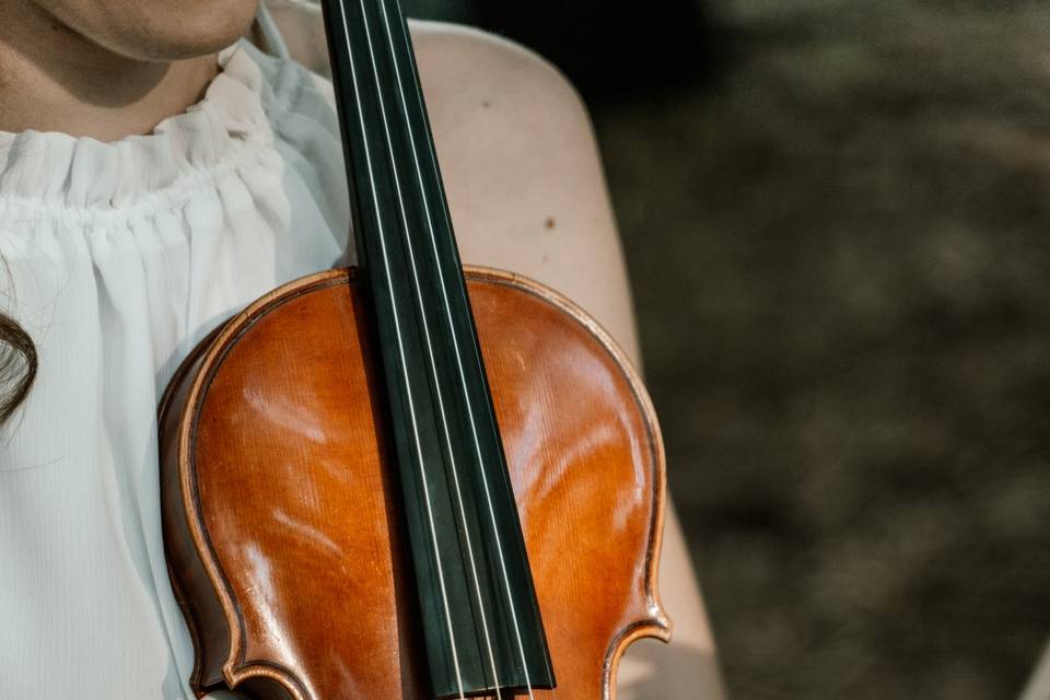 Violino