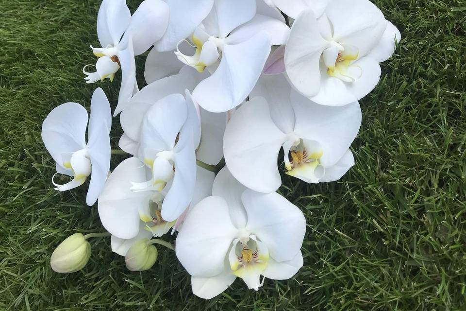 Ikebana - Il Giardino dei Fiori