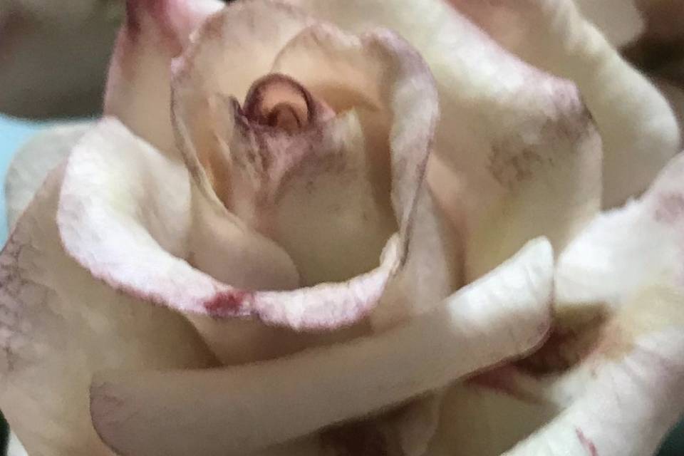 Rosa in porcellana fredda