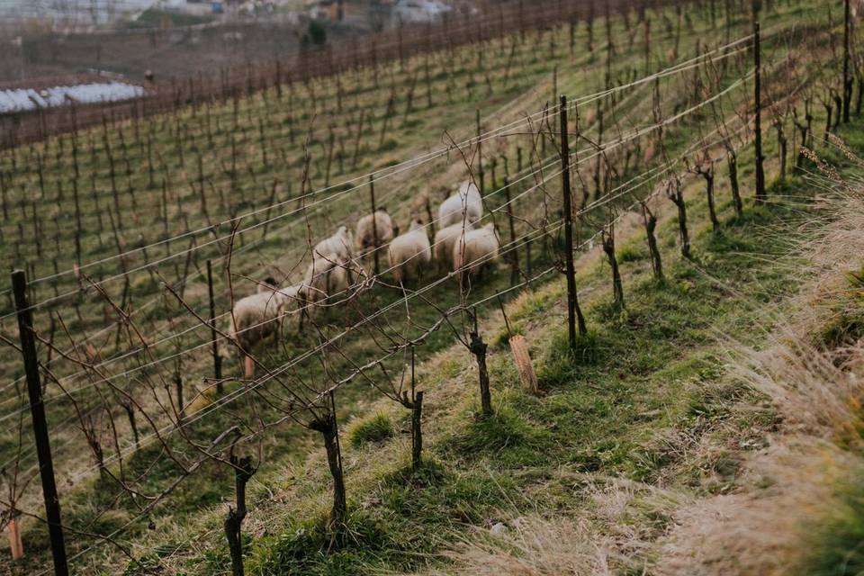 Vigneti