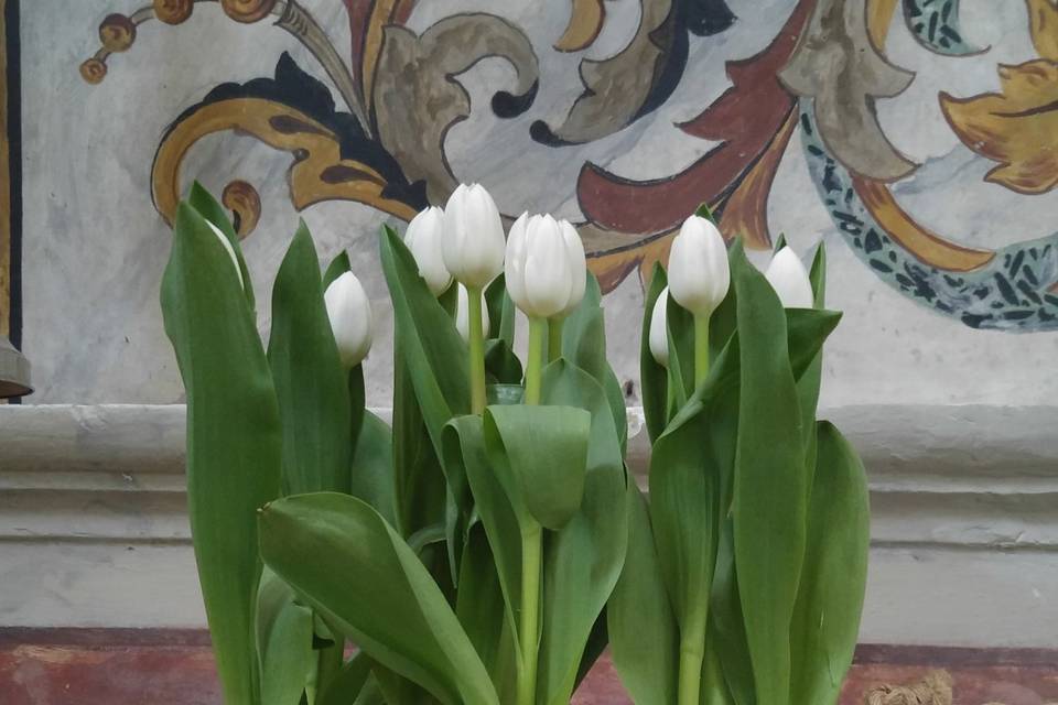 Tulipani