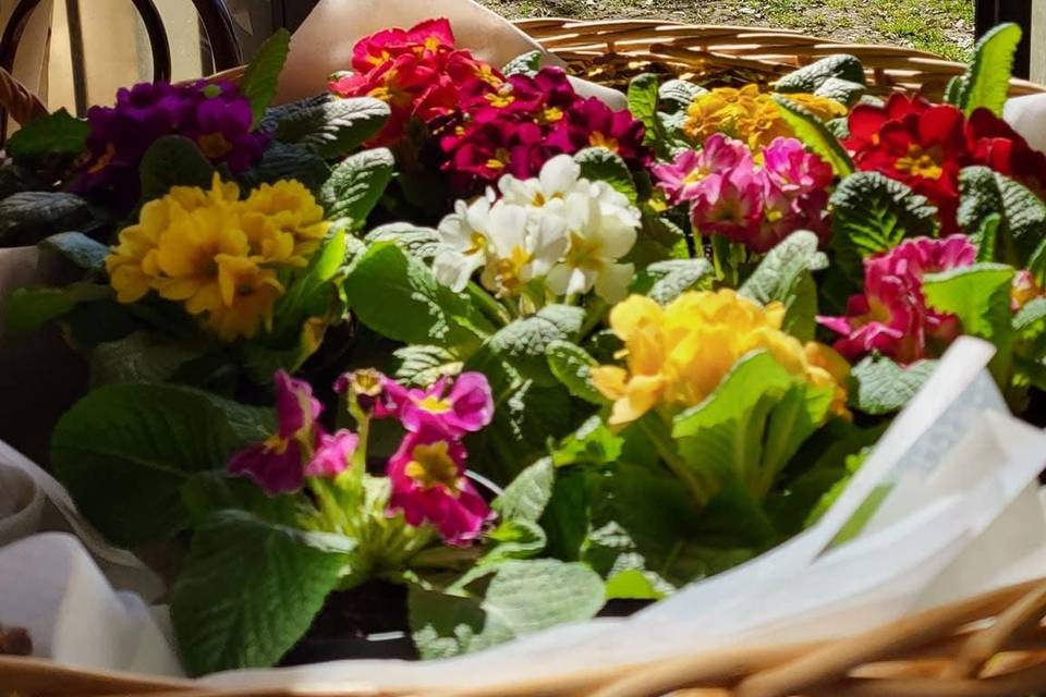 La Cortina dei Sogni