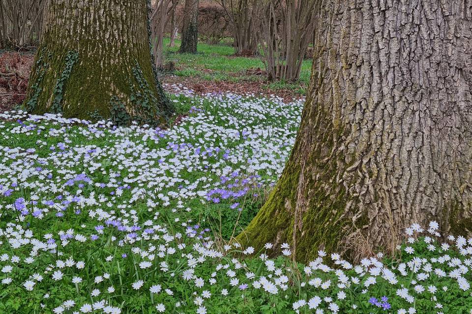 Parco in fiore