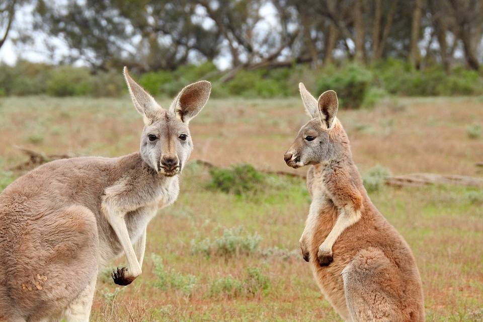 Australia - kangaroo island