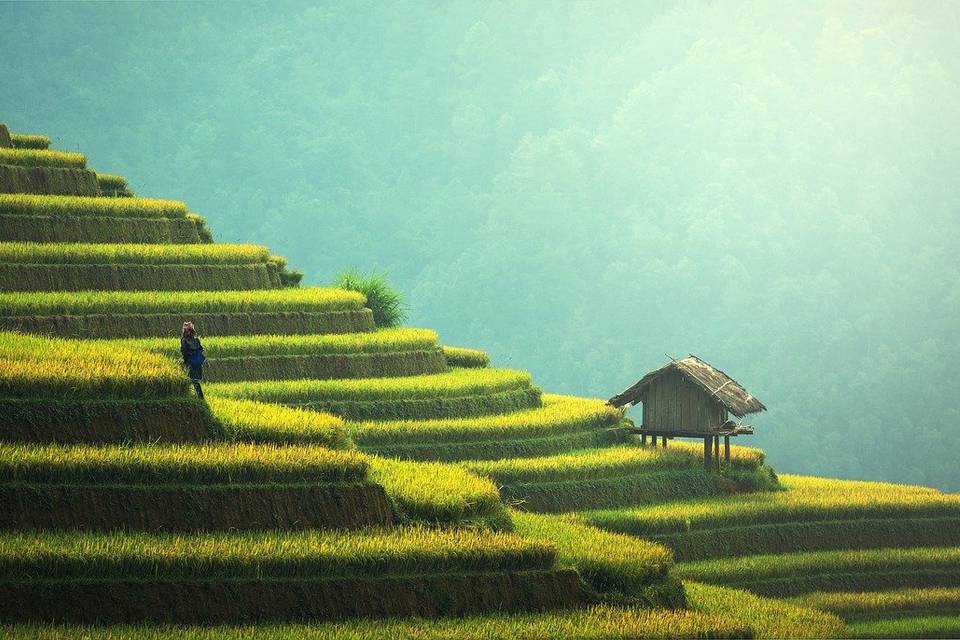 Vietnam - risaie a terrazza