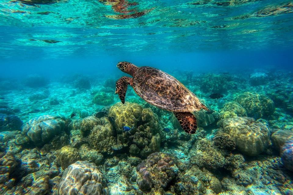 Maldive snorkeling