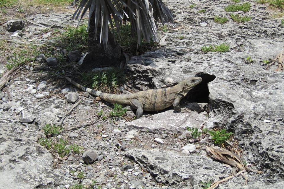 Iguana messicana