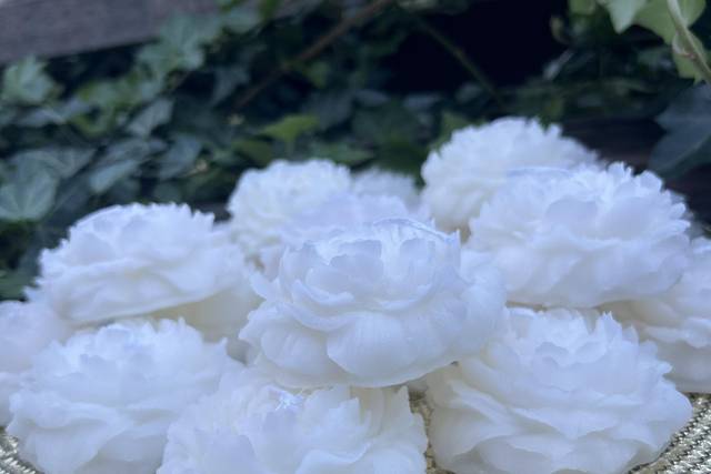 Peonia bianca