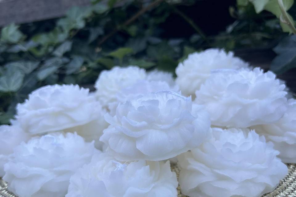 Peonia bianca