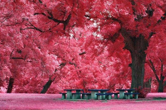 Ciliegi in fiore Giappone