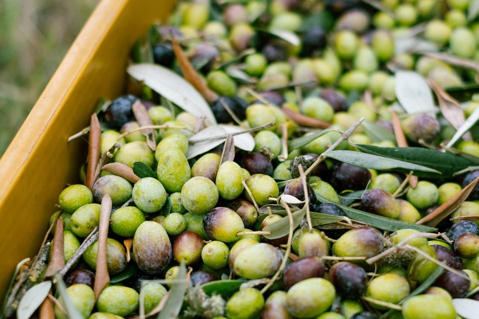 aziendaagricolapetriccaalessio_1761645600_3753278076667831505_47383876002
