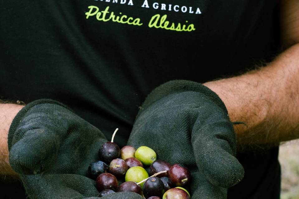 aziendaagricolapetriccaalessio_1761818400_3754727645628922294_47383876002