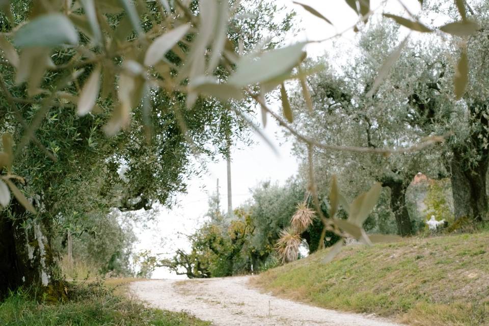 Azienda Agricola Alessio Petricca
