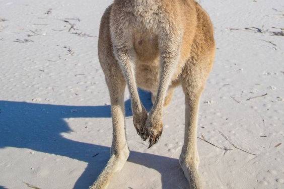Australia Kangaroo island