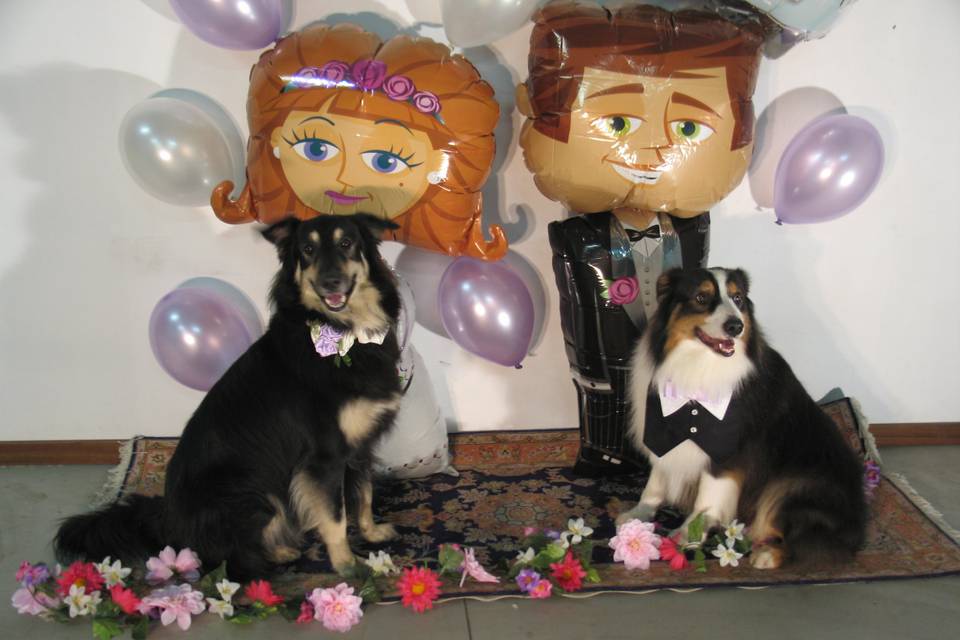 Wedding Dog Service