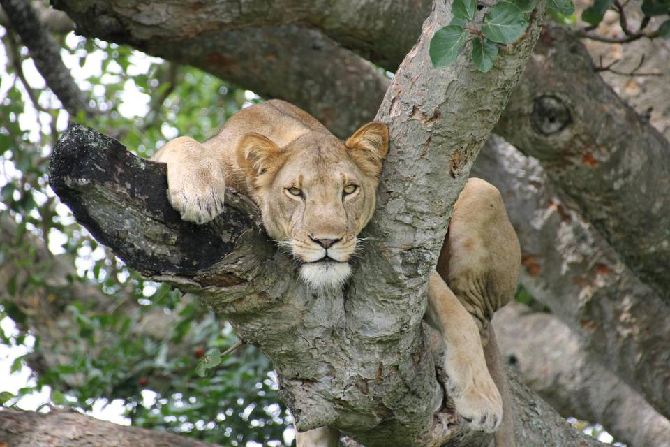 Climbing lion uganda