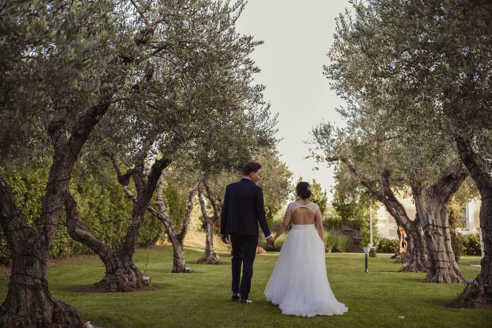 Tra gli ulivi