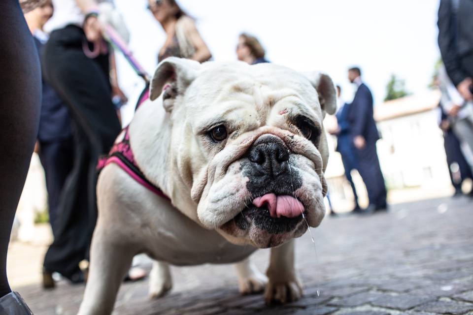 Alessandro Castiglioni Wedding