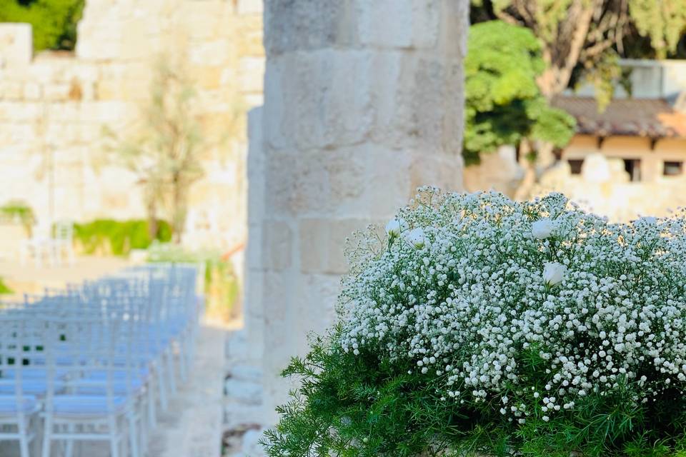 Gypsophila