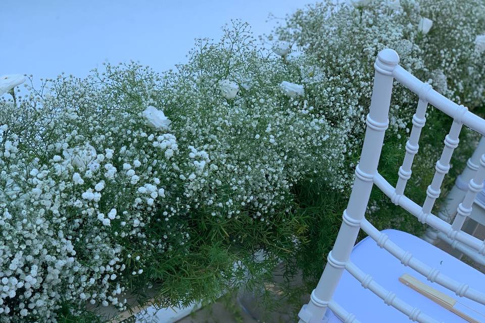 Gypsophila