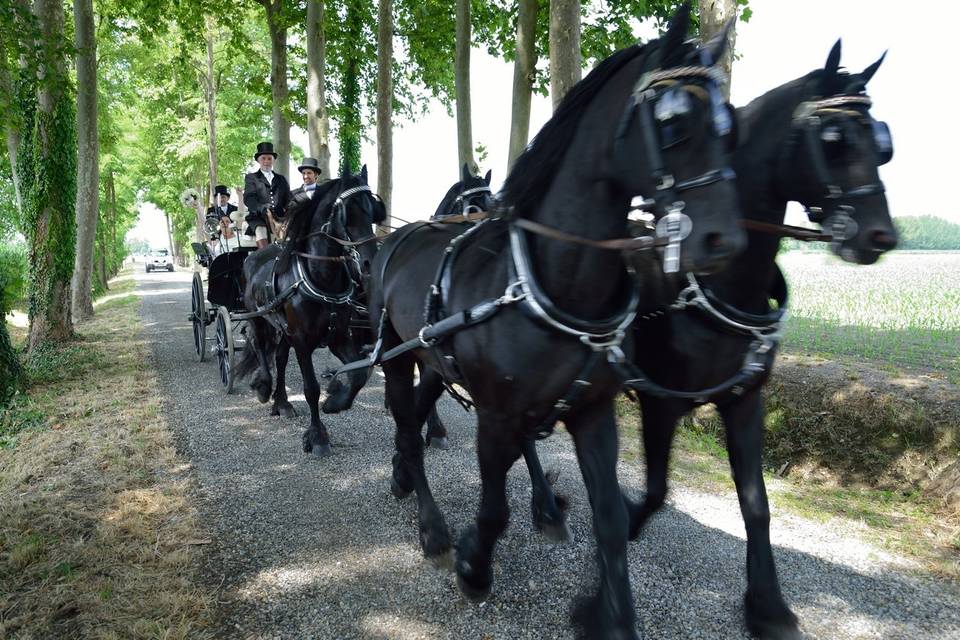 Centro Sposi Basso Ricci