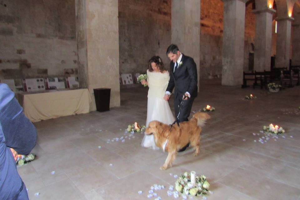 Wedding dog sitter