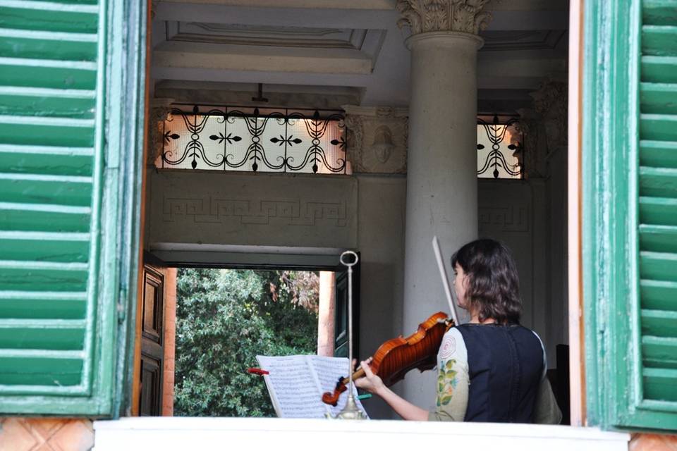 Violino