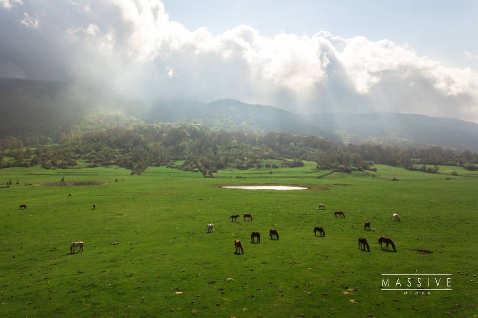 Segni's Fields