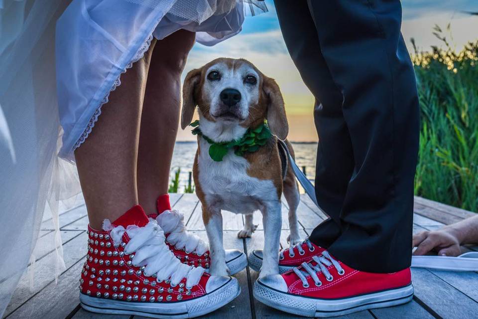 Sicily Wedding Dogs - Dog Sitter