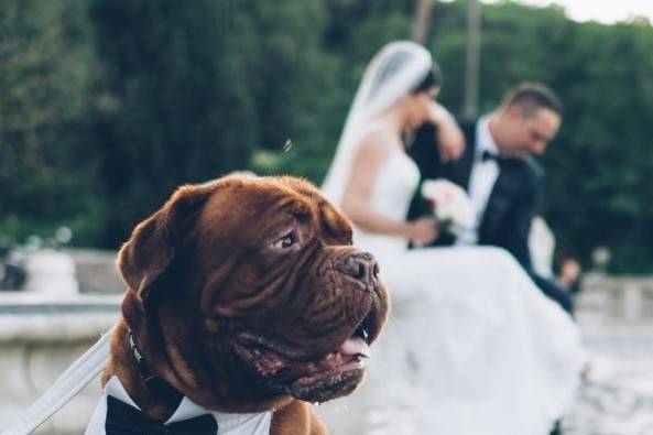 Cani al mio matrimonio