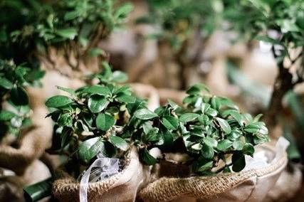 Bonsai per bomboniere