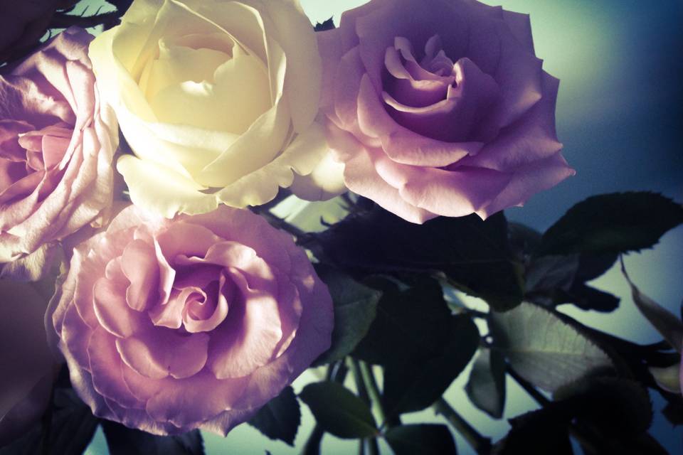 Rose bianche e lilla!