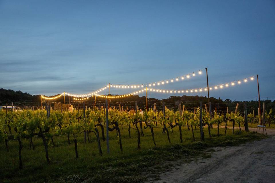La cena in vigna