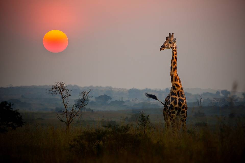 Africa