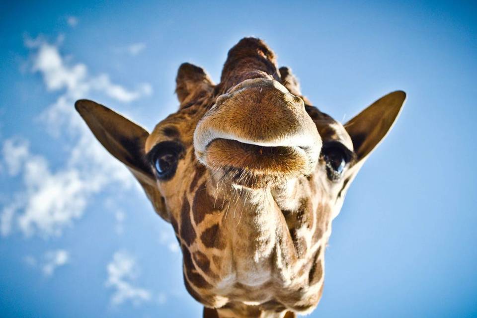 Giraffa