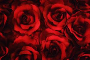 Rose rosse