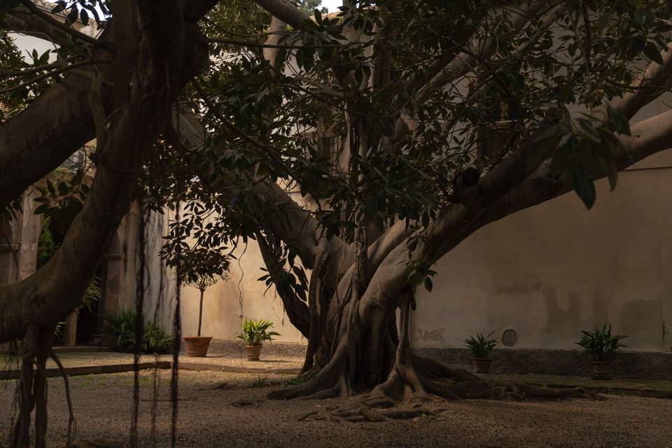 Ficus