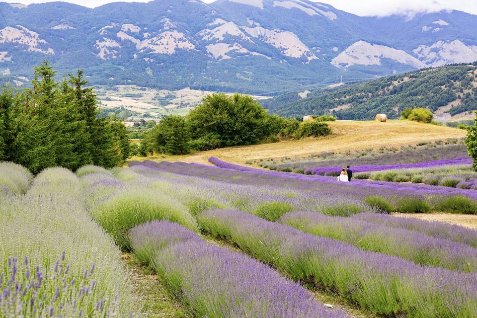 Parco della lavanda