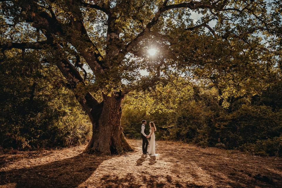 Light and Shadow in the forest