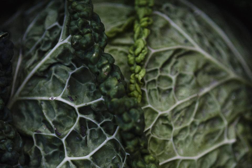 Rings on cabbage