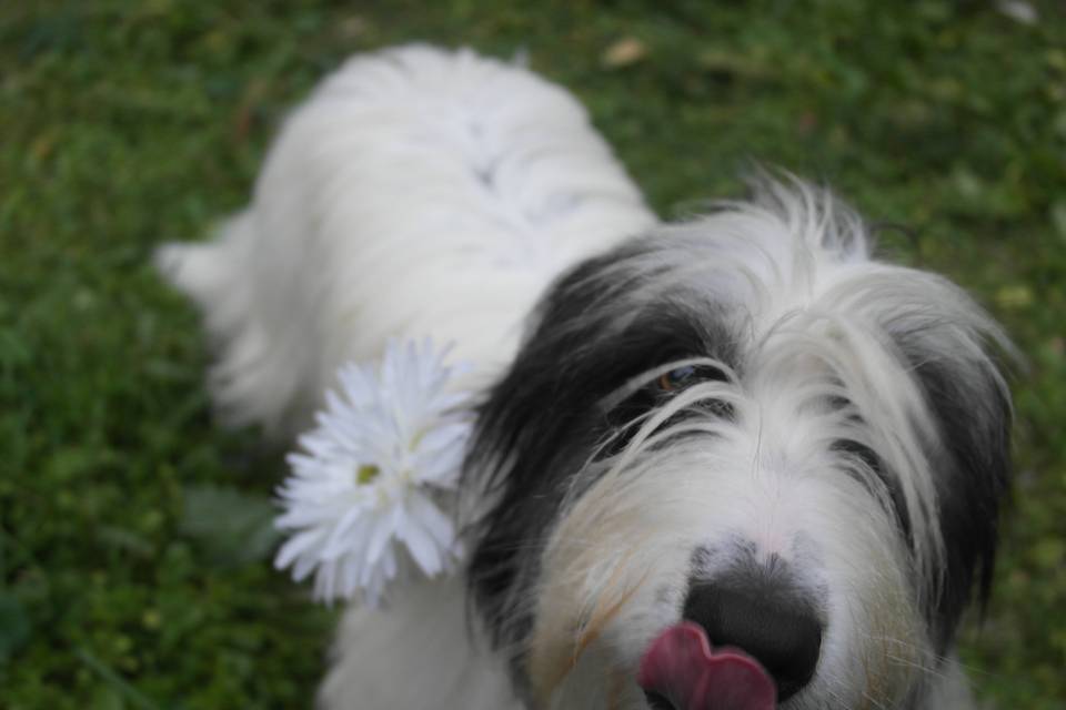 Pet Wedding Dog