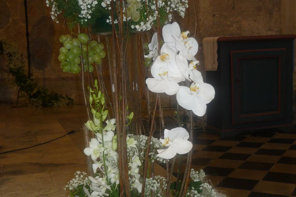 Orchidee phalenopsis