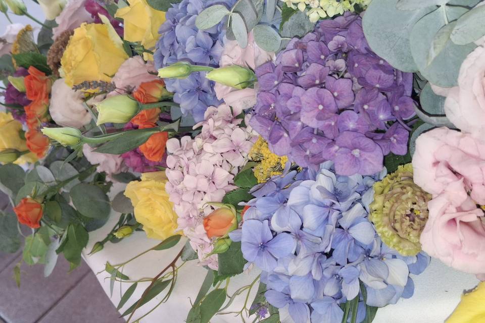 Ortensie