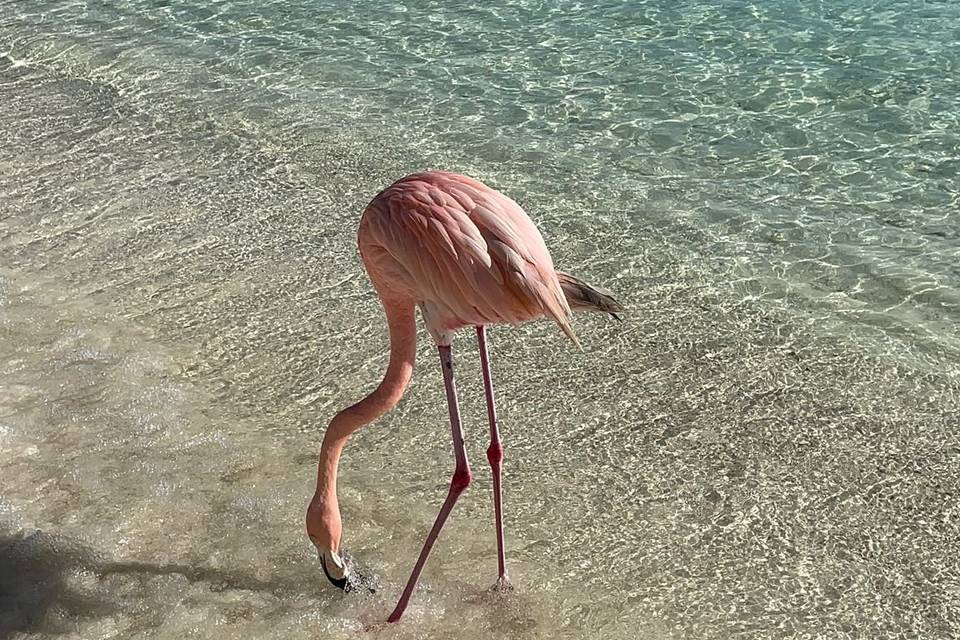 Aruba