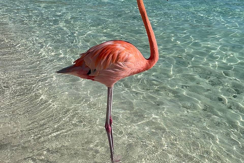 Aruba