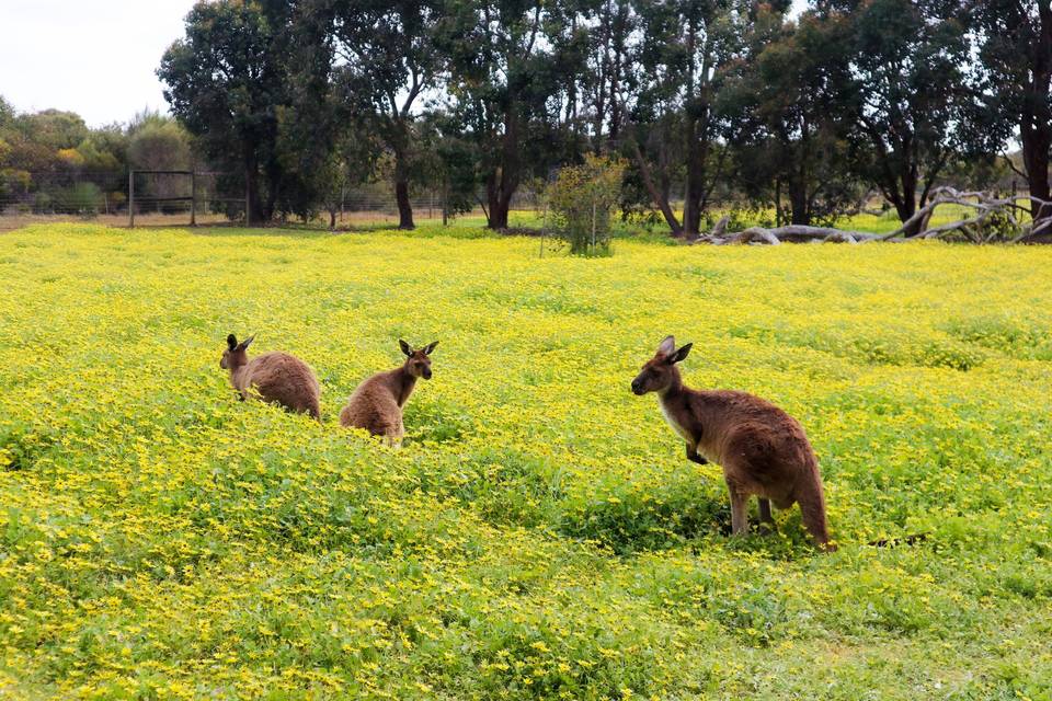 Kangaroo Island