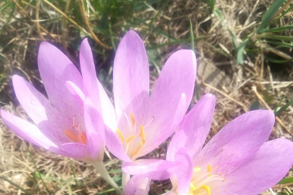 Fiore del posto